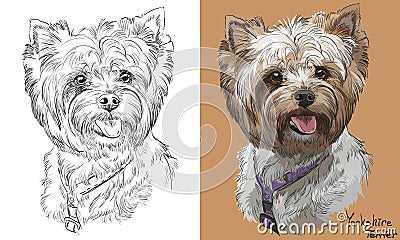 Colorful and monochrome hand drawing vector portrait of Yorkshire Terrier Vector Illustration