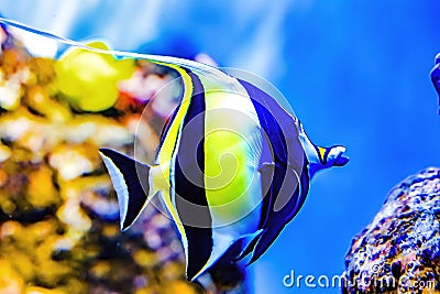 Colorful Moorish Idol Fish Waikiki Oahu Hawaii Stock Photo