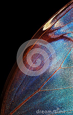 Colorful morpho butterfly wing. tropical butterfly wing texture background Stock Photo