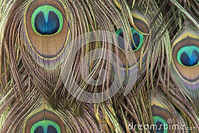 Colorful mosquito feathers Pattern Stock Photo