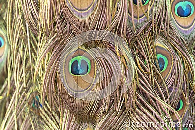 Colorful mosquito feathers, Pattern Stock Photo