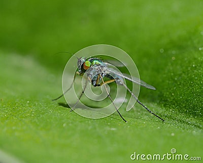 Colorful mosquito Stock Photo