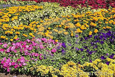 Colorful multi flowers Stock Photo