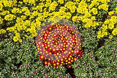 Colorful multi flowers Stock Photo