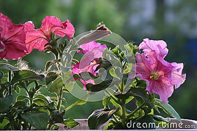 Colorful multiflora petunias Stock Photo