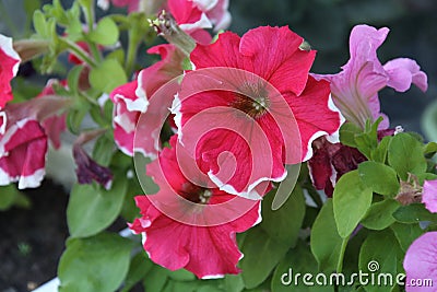 Colorful multiflora petunias Stock Photo