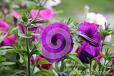 Colorful multiflora petunias Stock Photo