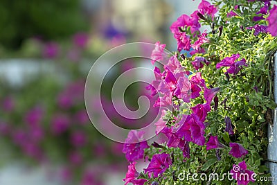 Colorful multiflora petunias in an wooden planter window box Stock Photo