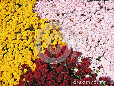Colorful Mums Stock Photo