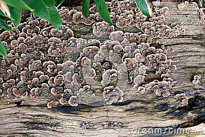 A colorful mushroom colony growing on flat wooden surface - trametes versicolor - turkey tail Stock Photo
