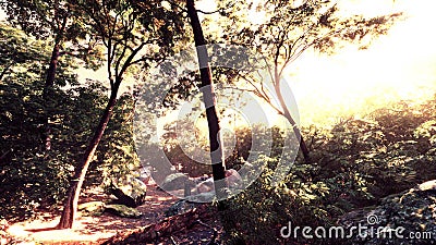Colorful mystical forest with sun ray and lens flare at morning Stock Photo