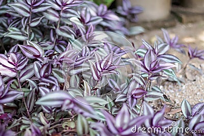 Colorful natural silver inch leaf plant tradescantia zebrinahort in garden background Stock Photo