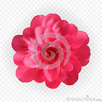 Colorful naturalistic blossoming pink camellia flower on transpaternt background. Vector Illustration Vector Illustration