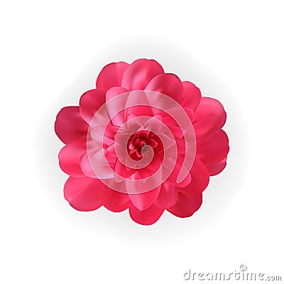 Colorful naturalistic blossoming pink camellia flower on white background. Vector Illustration Vector Illustration