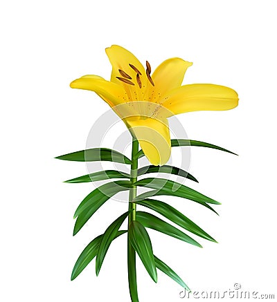 Colorful naturalistic blossoming yellow lily flower on green stem on white background. Vector Illustration Stock Photo