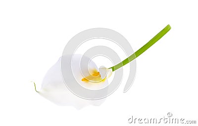 Colorful naturalistic flower calla. Vector Illustration. Vector Illustration