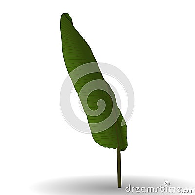 Colorful Naturalistic Palm Leaf. Vector Illustration. Vector Illustration