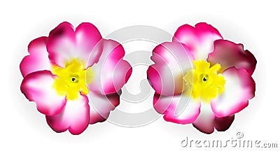 Colorful naturalistic pink white yellow primula isolated. Vector Illustration Vector Illustration