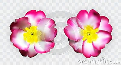 Colorful naturalistic pink white yellow primula on transparent background. Vector Illustration Stock Photo