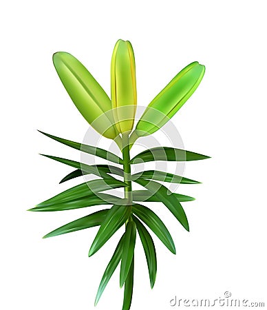 Colorful naturalistic unblown bud of lily flower on a green stem on white background. Vector Illustration Vector Illustration