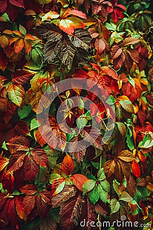 Colorful nature backgrounds with autumn leaves. Nature background mixed colors Stock Photo