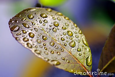Colorful nature. Raindrops on a waxy leaf Stock Photo