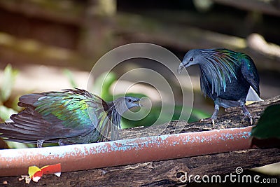 Nicobar Pigeon strolling down the pavement, side view seen from above. Stock Photo