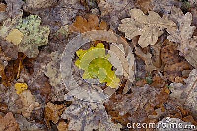 A colorful oak leaf on the layer of fade foliage Stock Photo