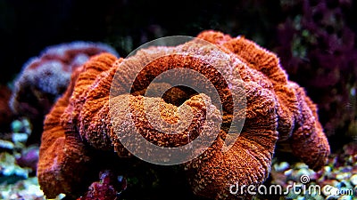 Colorful Open brain sp. LPS coral in reef aquarium tank Stock Photo