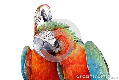 Colorful orange parrot macaw isolated Stock Photo