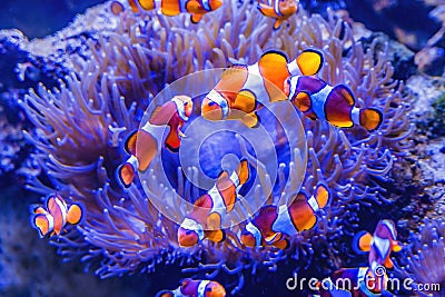 Colorful Orange White Clownfish Waikiki Oahu Hawaii Stock Photo