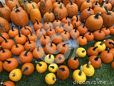 Colorful Orange and Yellow Pumpkins Display in October in Autumn Stock Photo