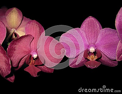 Colorful orchid phalaenopsis branch isolated on black Stock Photo