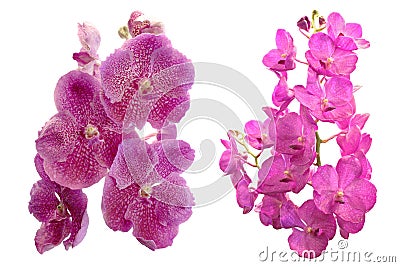 Colorful orchid on white background Stock Photo