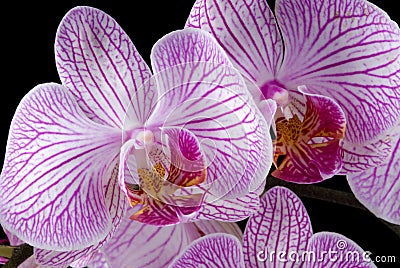 Colorful Orchids Stock Photo