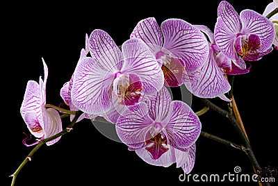 Colorful Orchids Stock Photo