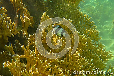 Colorful of ornamental marine fish. The white-tailed damselfish, humbug damselfish, Dascyllus aruanus, Pomacentridae family. Stock Photo