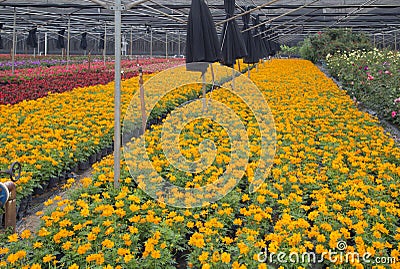 Colorful outdoor flower breeding base view Stock Photo