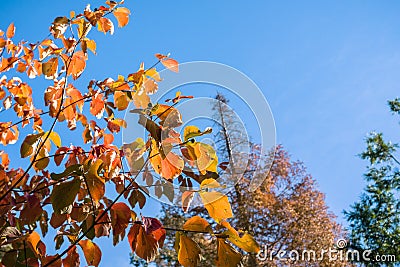 Colorful Pacific mountain dogwood branches on a blue sky background, Calaveras big trees state park, California Stock Photo