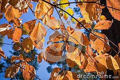 Colorful Pacific mountain dogwood branches on a blue sky background, Calaveras big trees state park, California Stock Photo