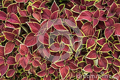 Colorful of painted nettle leaf. Stock Photo