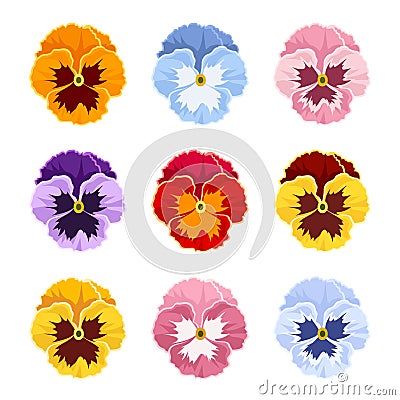 Colorful pansy flowers. Vector illustration. Vector Illustration