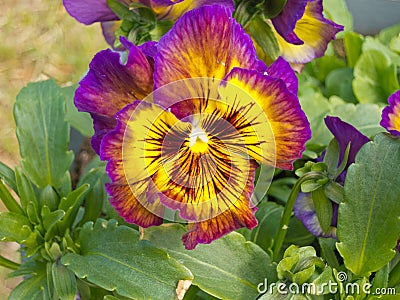 Colorful Pansy Viola tricolor blossom flowering Stock Photo