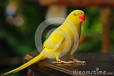 Colorful parrot Stock Photo