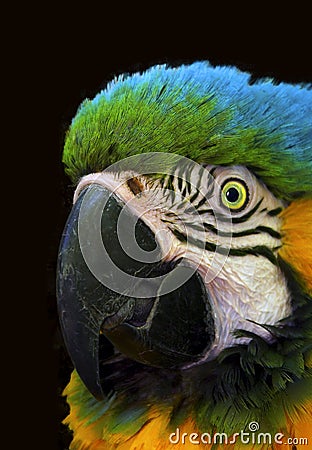 Colorful parrot Stock Photo
