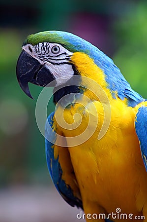 Colorful parrot Stock Photo