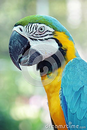 Colorful parrot birds Stock Photo