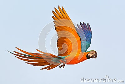 Colorful parrot flying in the sky. Stock Photo