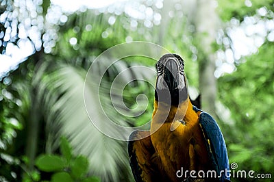 Colorful Parrot in Nature Stock Photo