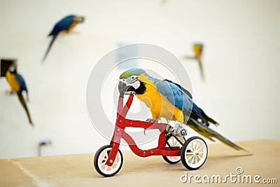 Colorful parrot riding on bicycle Stock Photo